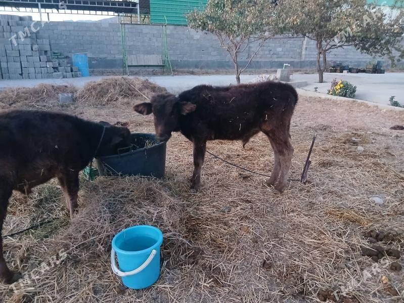 iki okuz bir tuwe - Гёкдепе - img 5