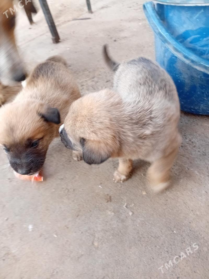 собака - Туркменабат - img 7