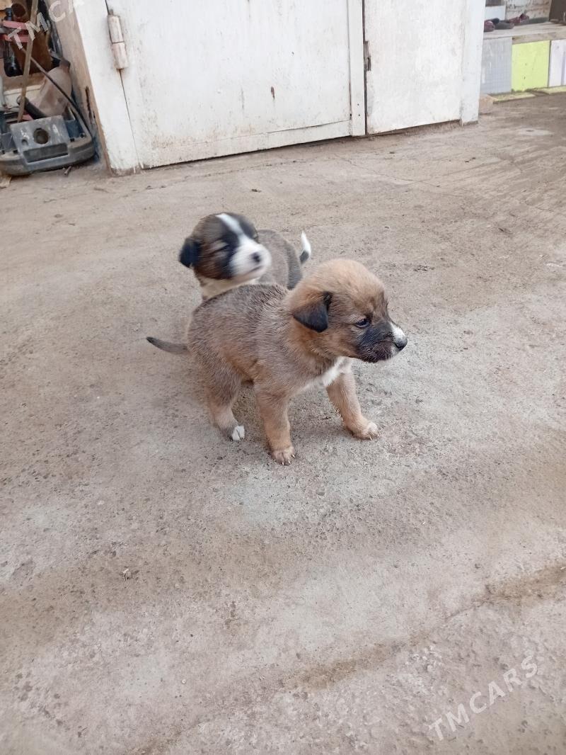 собака - Туркменабат - img 2