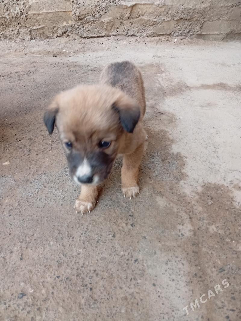 собака - Туркменабат - img 5