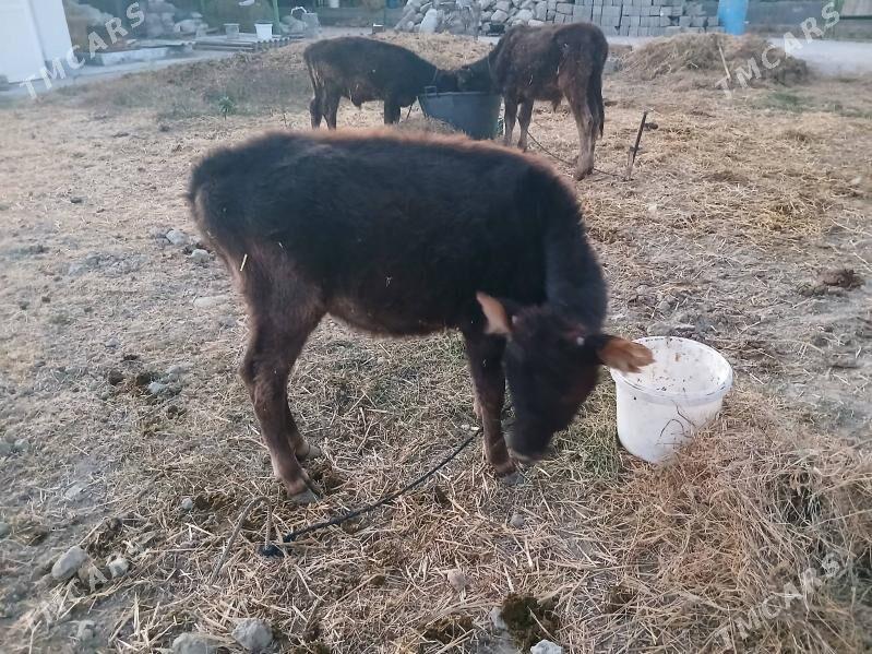 iki okuz bir tuwe - Гёкдепе - img 2