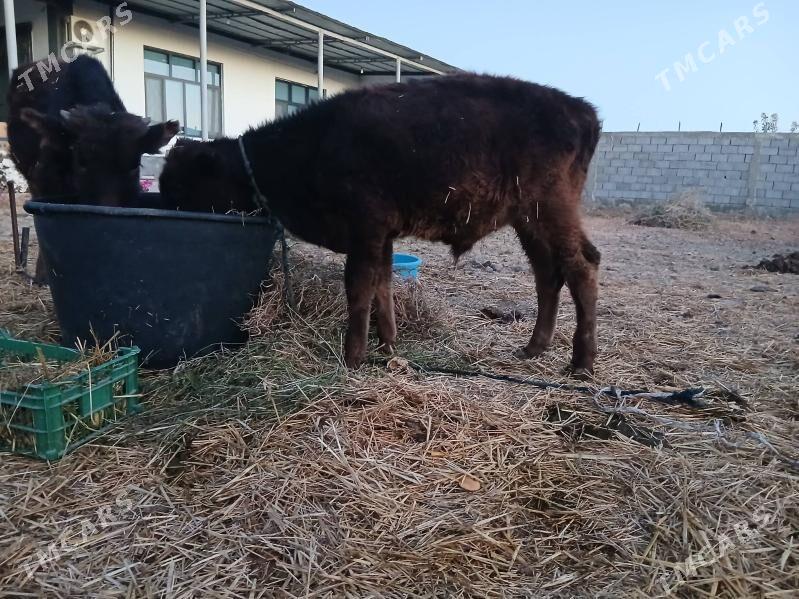 iki okuz bir tuwe - Гёкдепе - img 4