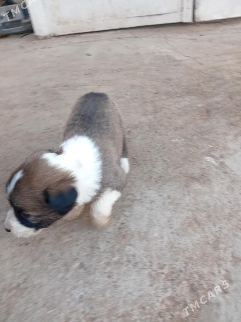 собака - Туркменабат - img 4