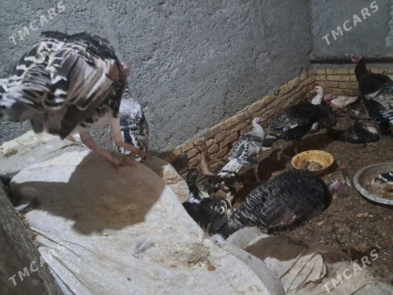 induk - Туркменабат - img 3