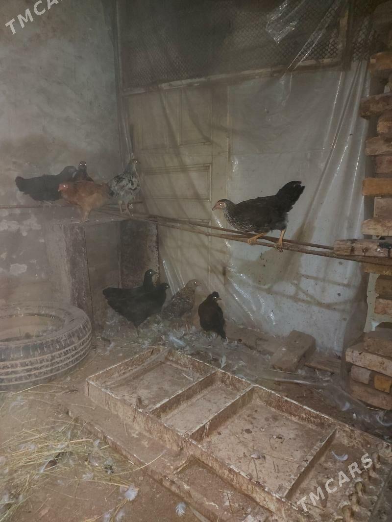 Tovuk juÿje - Туркменабат - img 3