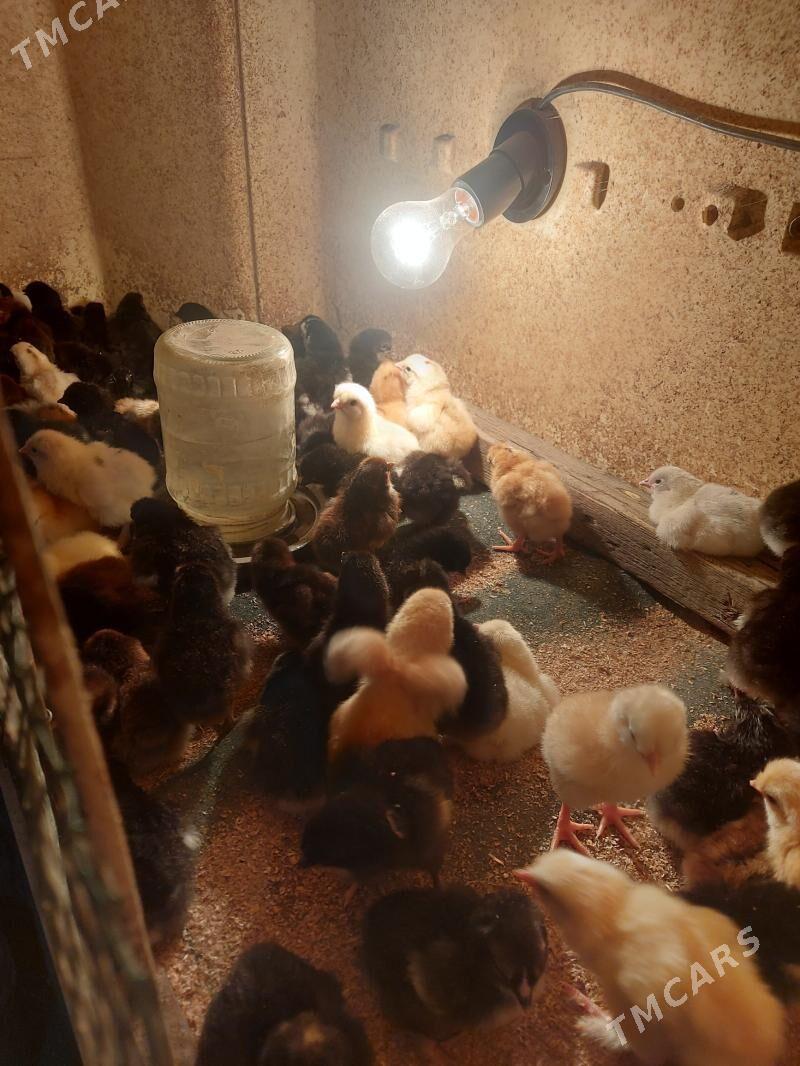 Tovuk juÿje - Туркменабат - img 1