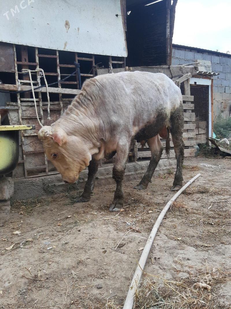 okuz - Bagyr - img 2