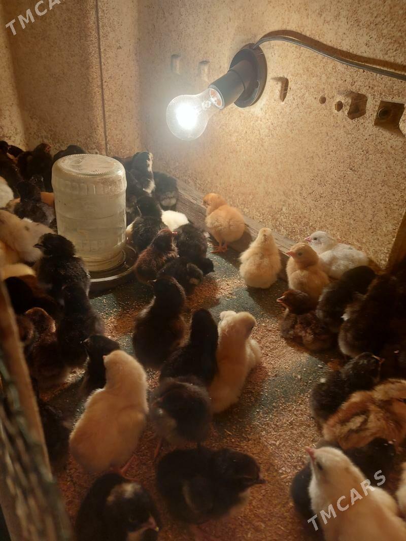 Tovuk juÿje - Туркменабат - img 2