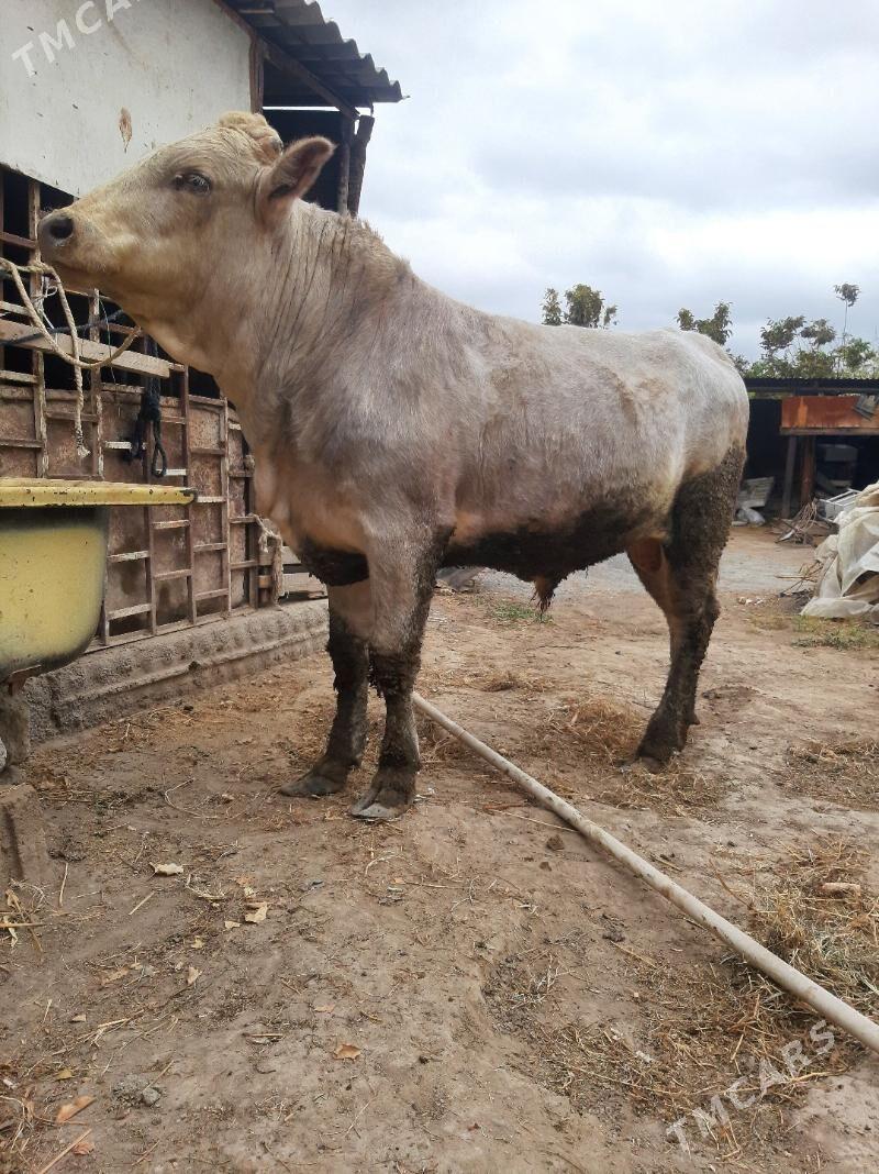 okuz - Bagyr - img 3