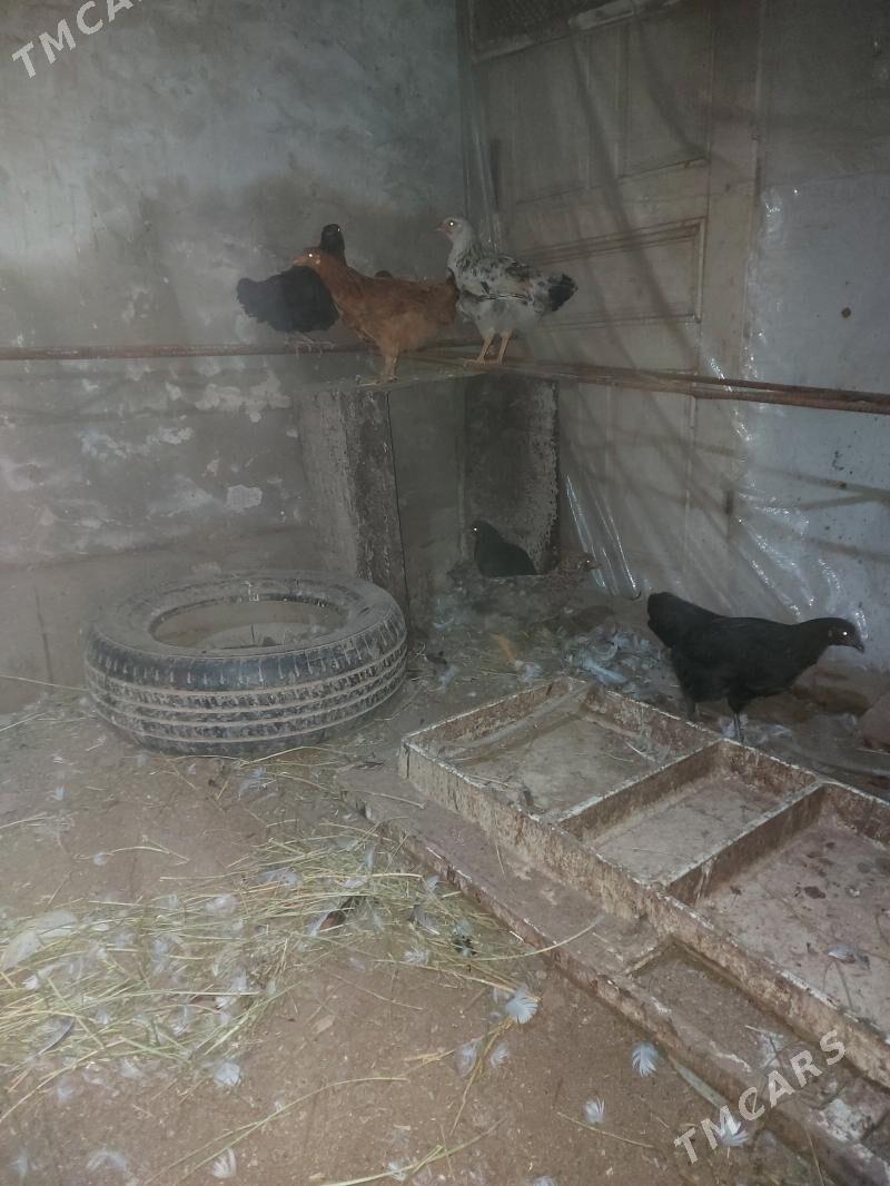 Tovuk juÿje - Туркменабат - img 4