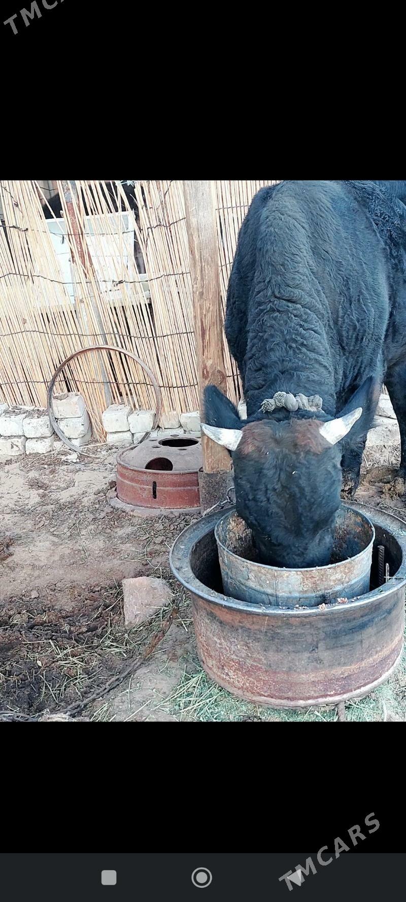 okuz - Çoganly - img 2