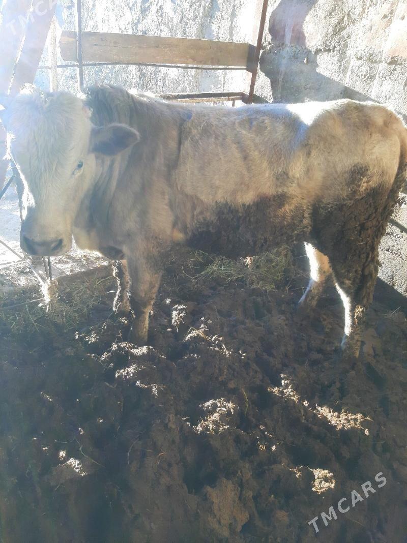 okuz - Bagyr - img 4