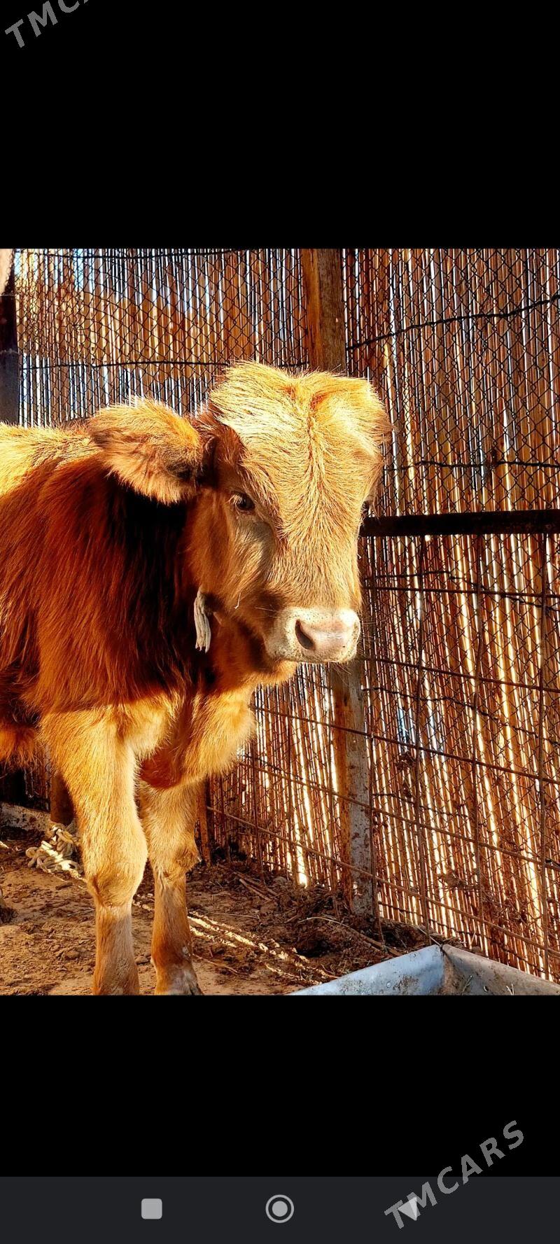 okuz - Çoganly - img 3