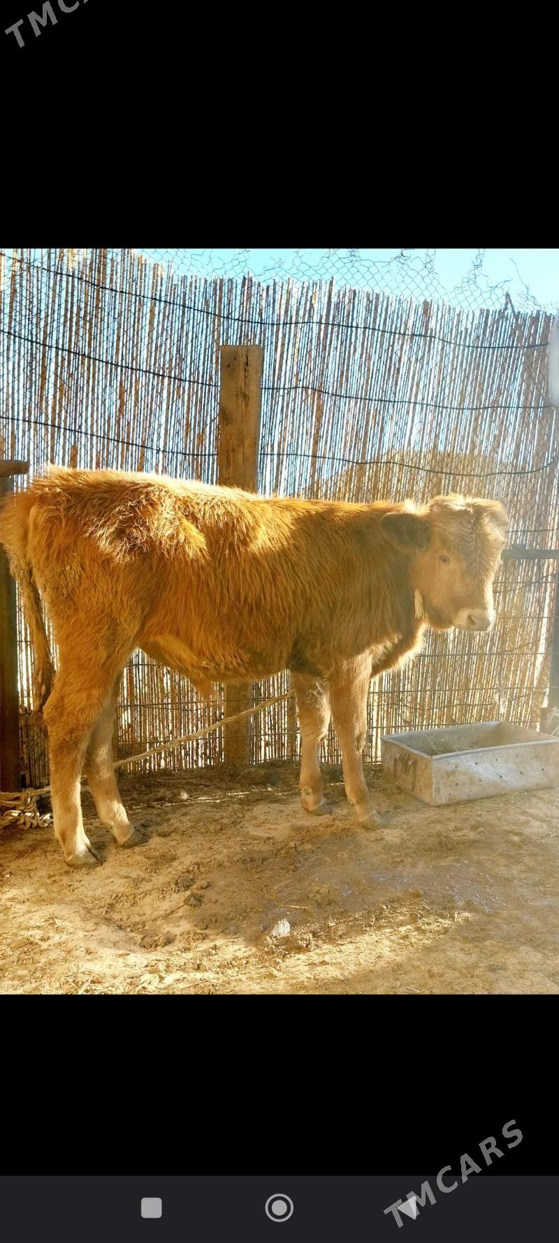 okuz - Çoganly - img 2