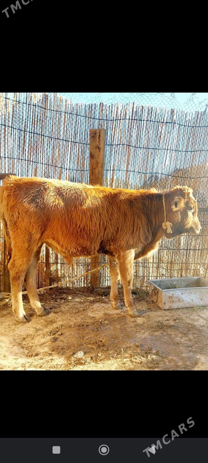 okuz - Çoganly - img 4