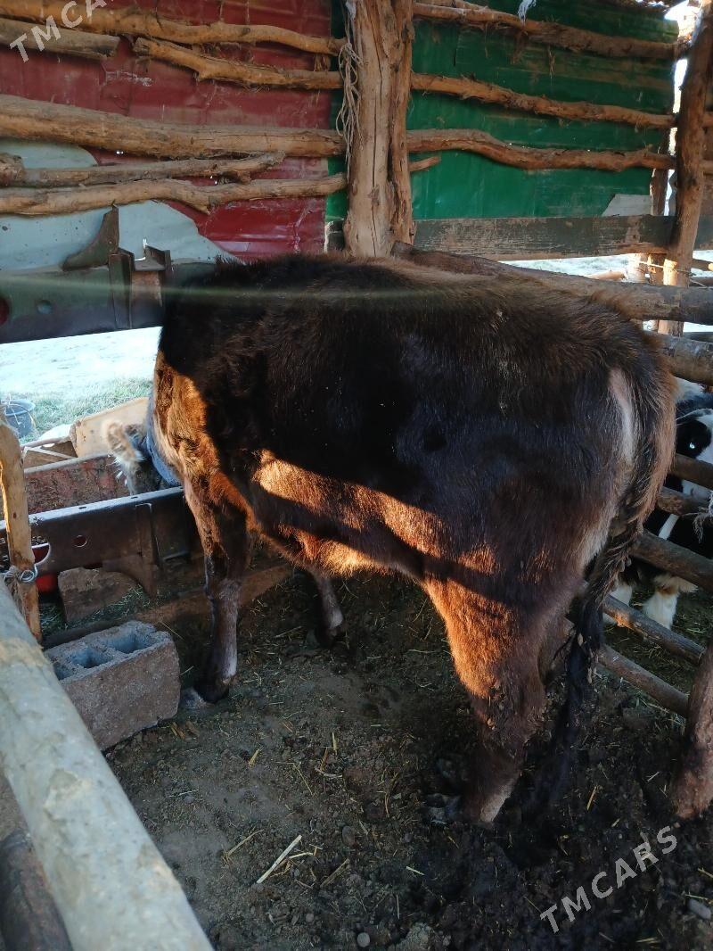 Okuz - Ak bugdaý etraby - img 2