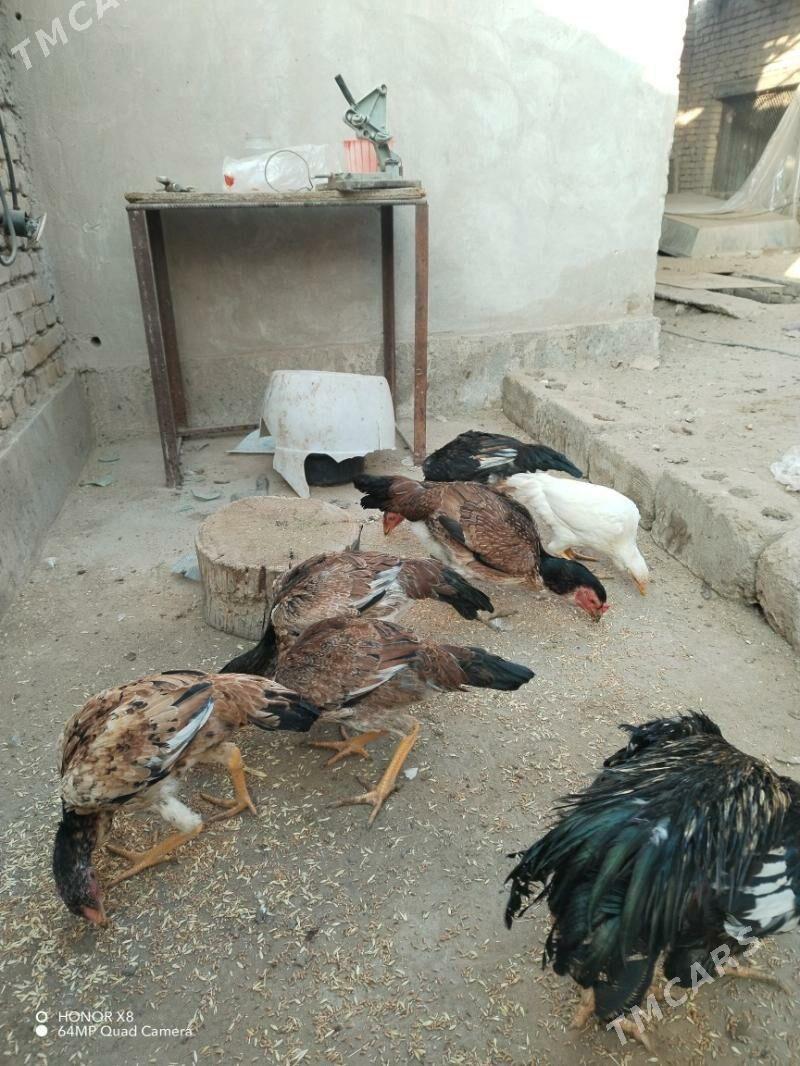 Байесовые куры - Туркменабат - img 2