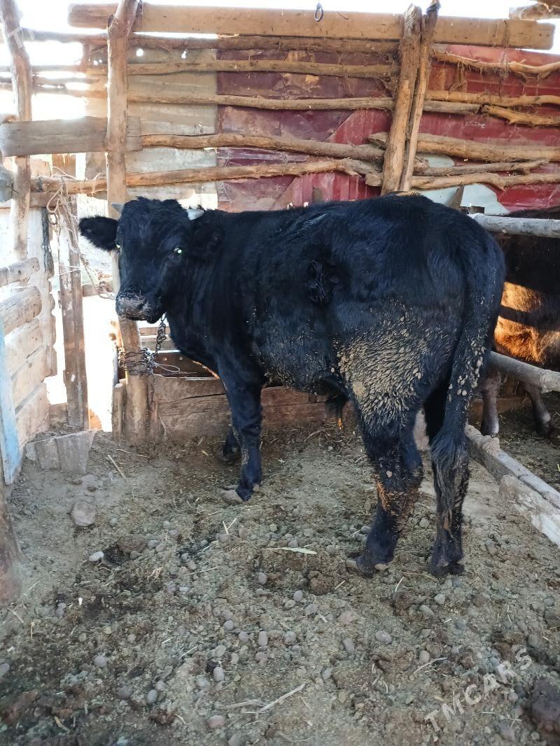 Okuz - Ak bugdaý etraby - img 1