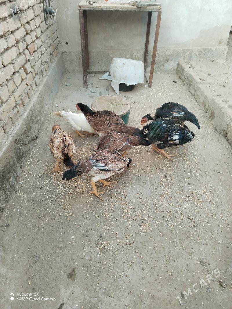 Байесовые куры - Туркменабат - img 4