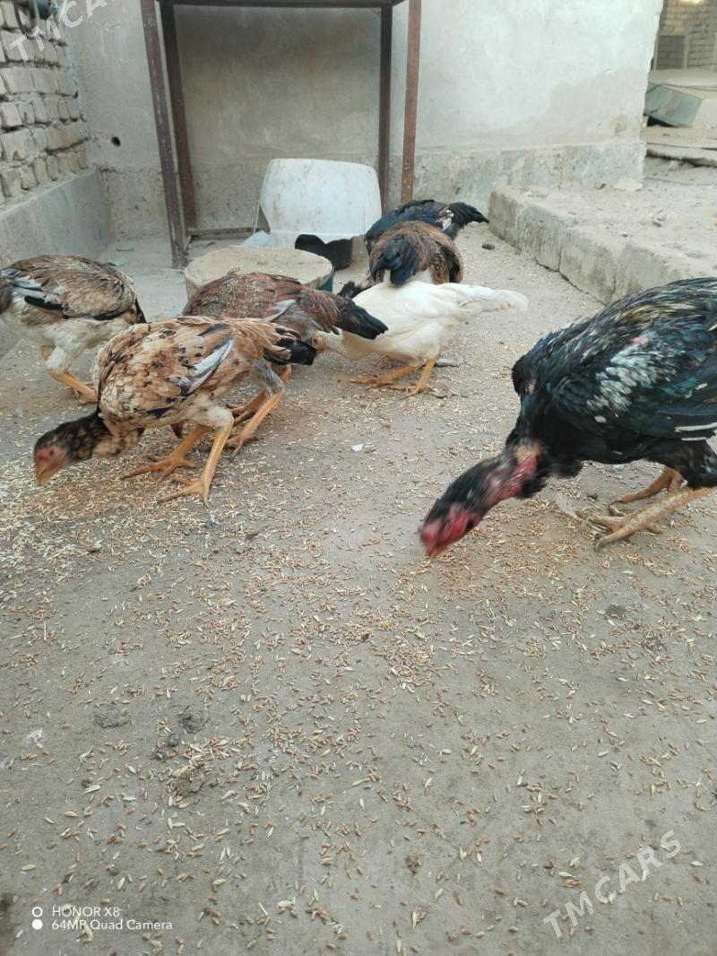 Байесовые куры - Туркменабат - img 3