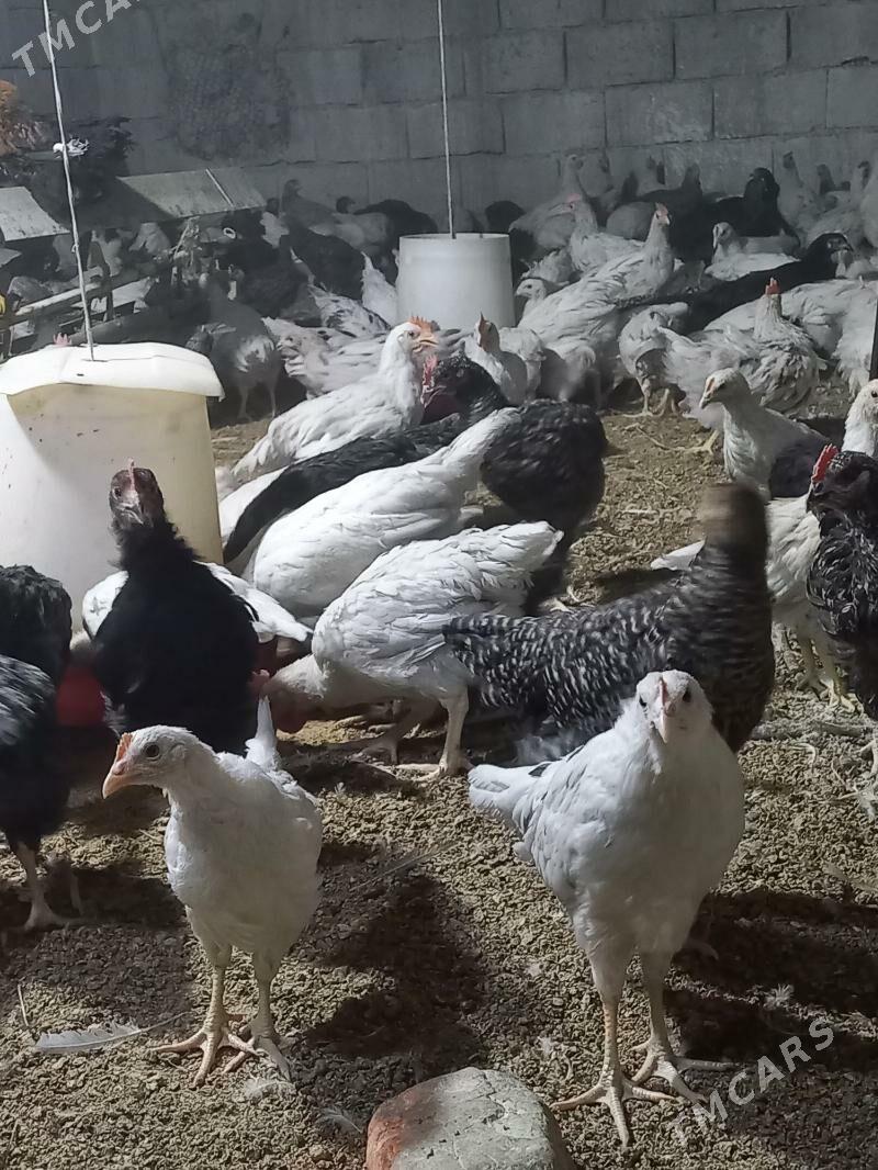 ataks sendi jüýje - Ак-Бугдайский этрап - img 4