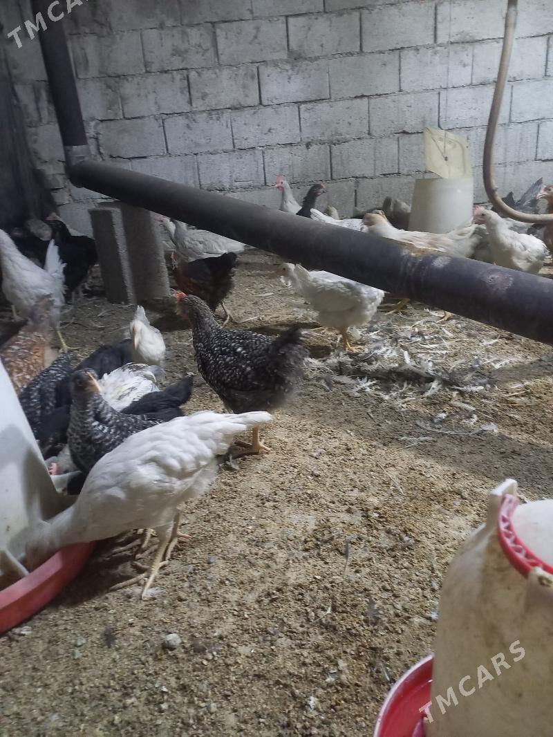 ataks sendi jüýje - Ак-Бугдайский этрап - img 2