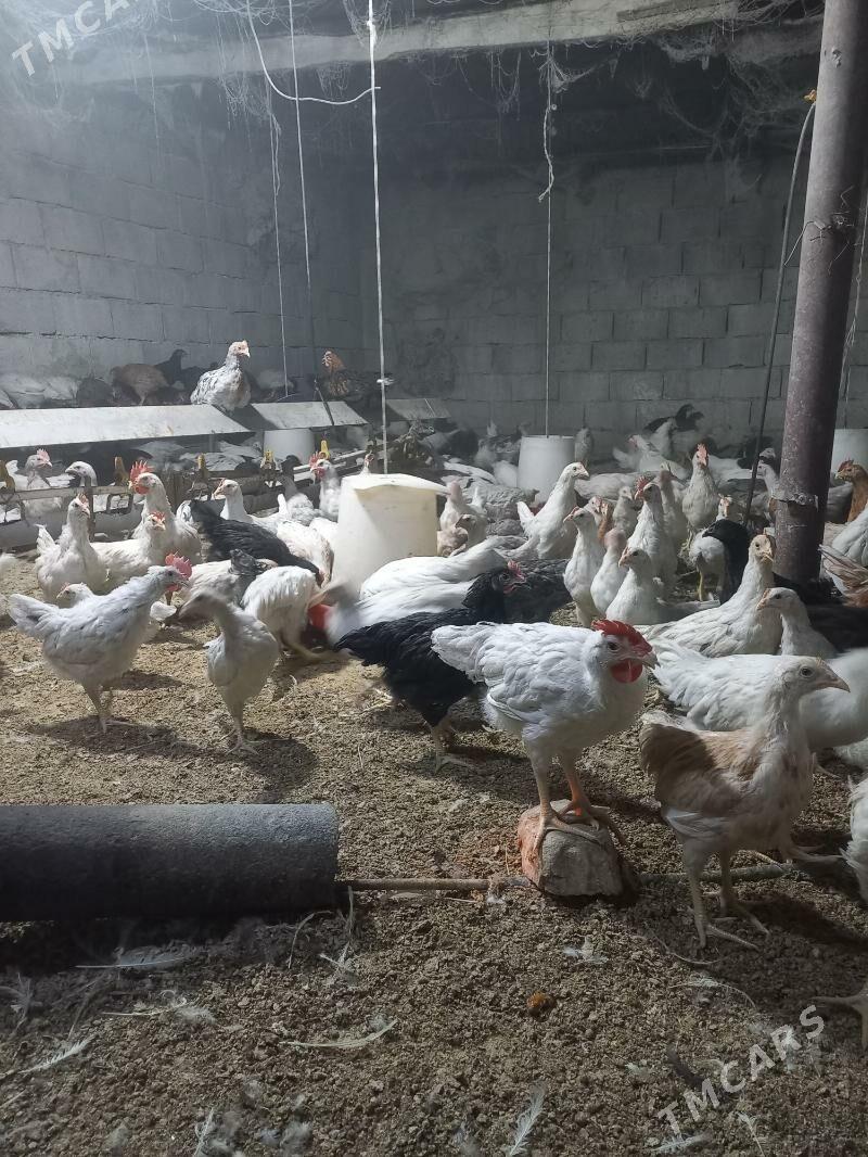 ataks sendi jüýje - Ак-Бугдайский этрап - img 3