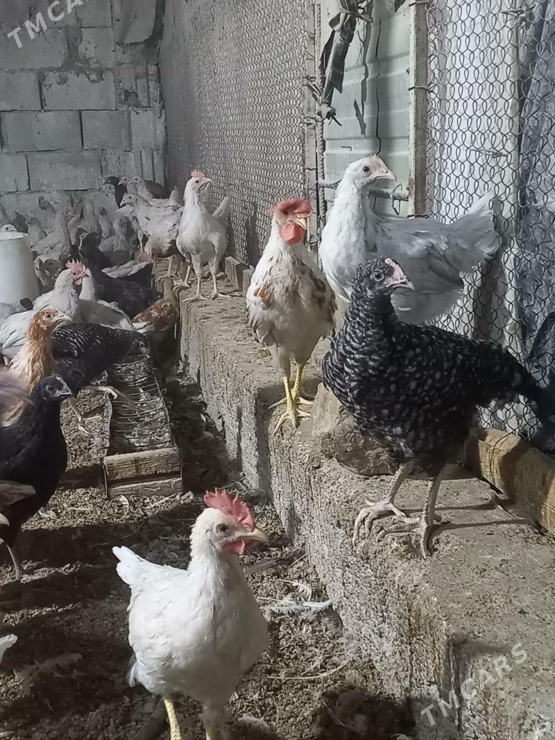 ataks sendi jüýje - Ак-Бугдайский этрап - img 5