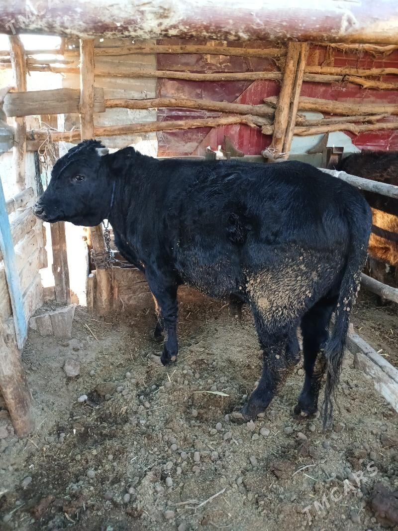 Okuz - Ak bugdaý etraby - img 3