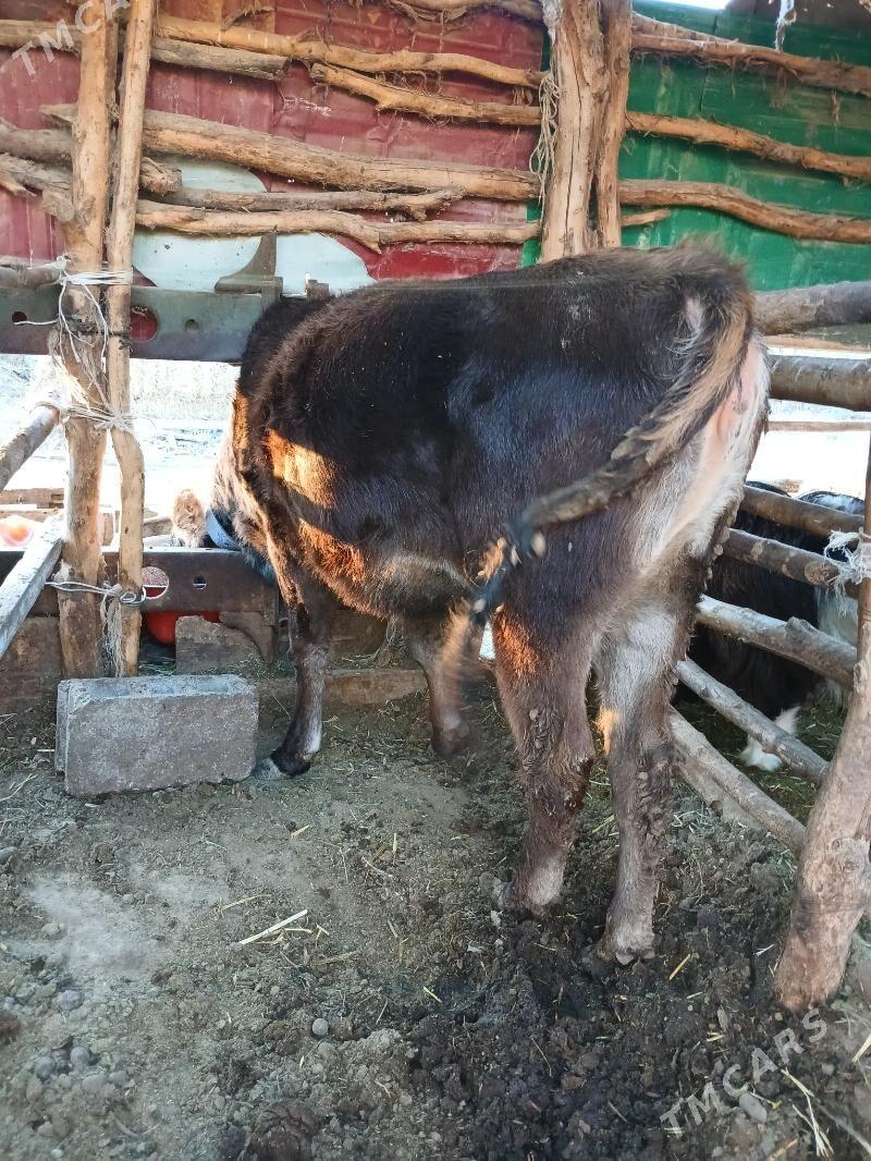 Okuz - Ak bugdaý etraby - img 4