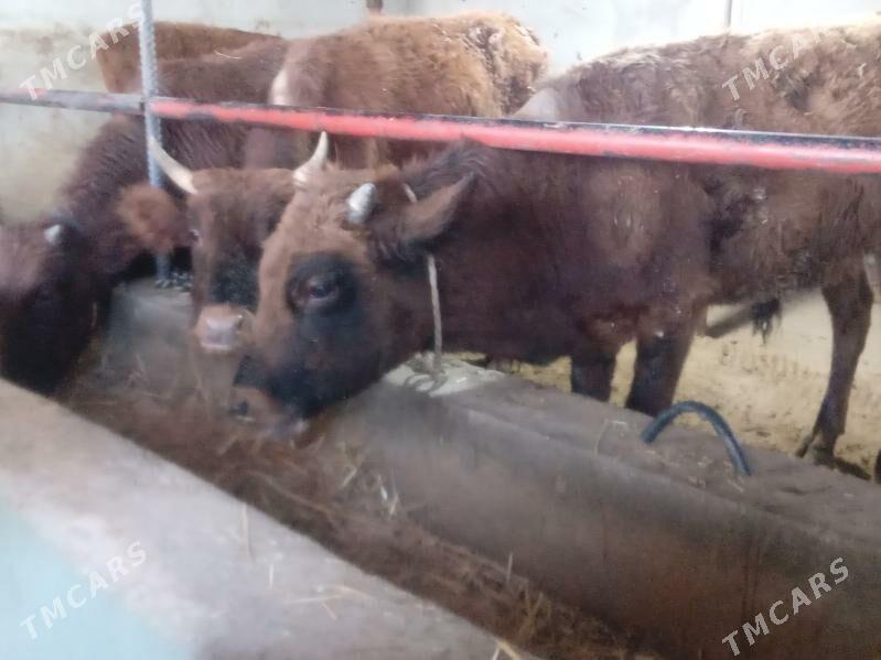 uly 5.okiz - Büzmeýin - img 3