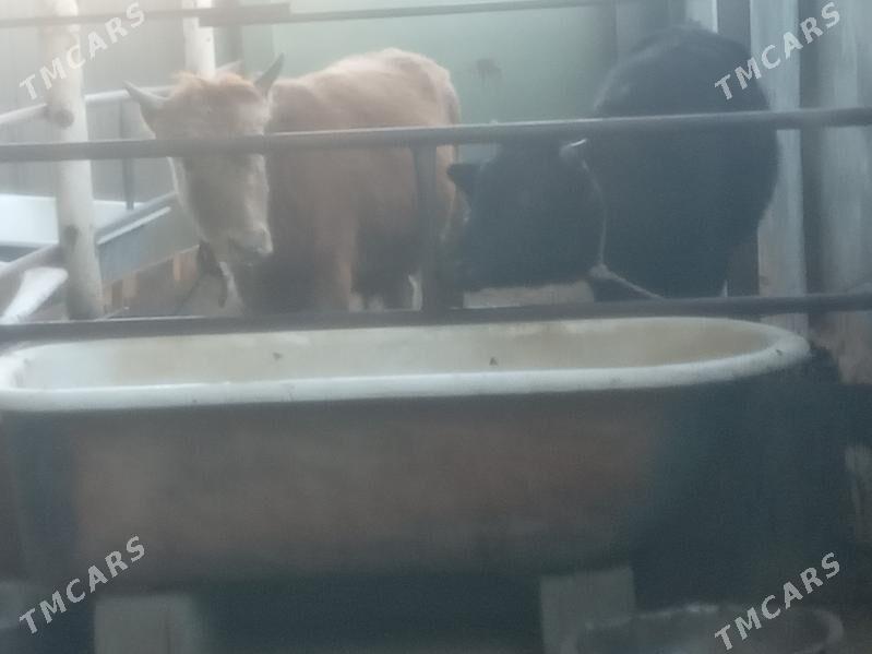 uly 5.okiz - Büzmeýin - img 2