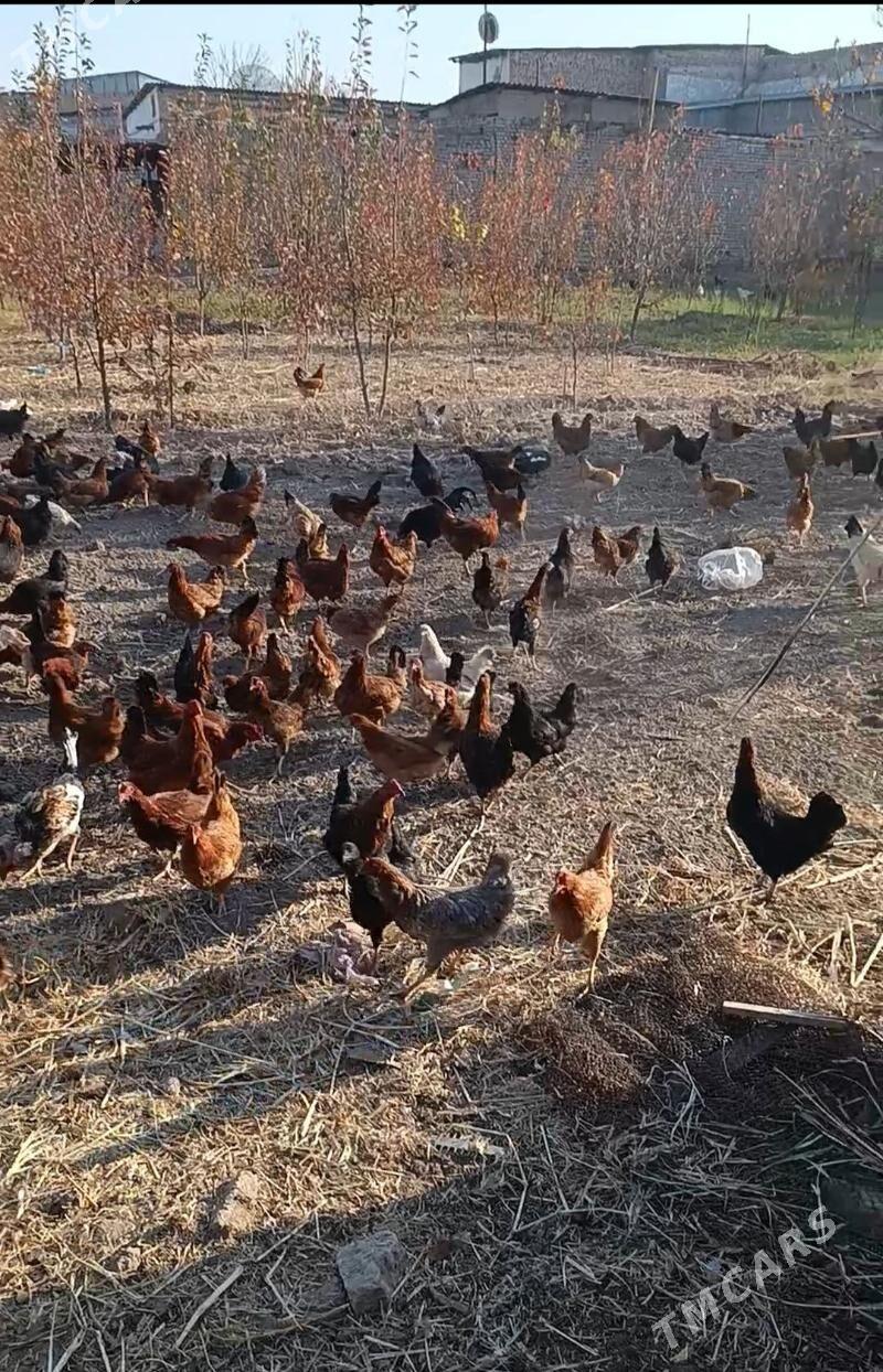 Towuk - Daşoguz - img 2