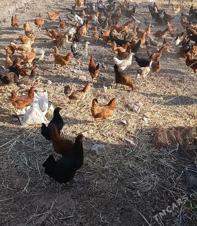 Towuk - Daşoguz - img 3