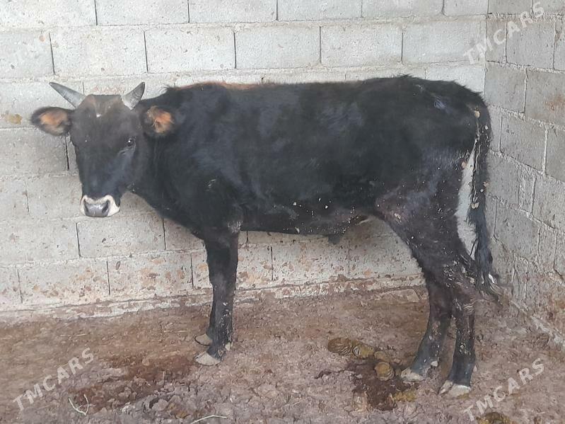 ...ÖKIZ... - Багир - img 3