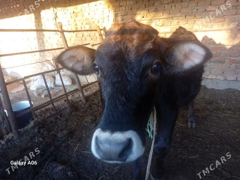 Tüwe - Бахарден - img 3