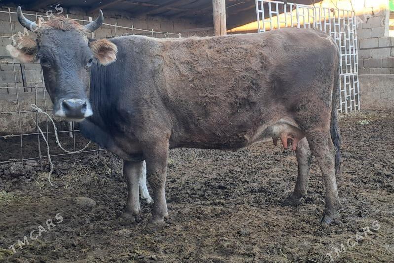 GOLELY SYGYR - Bäherden - img 4