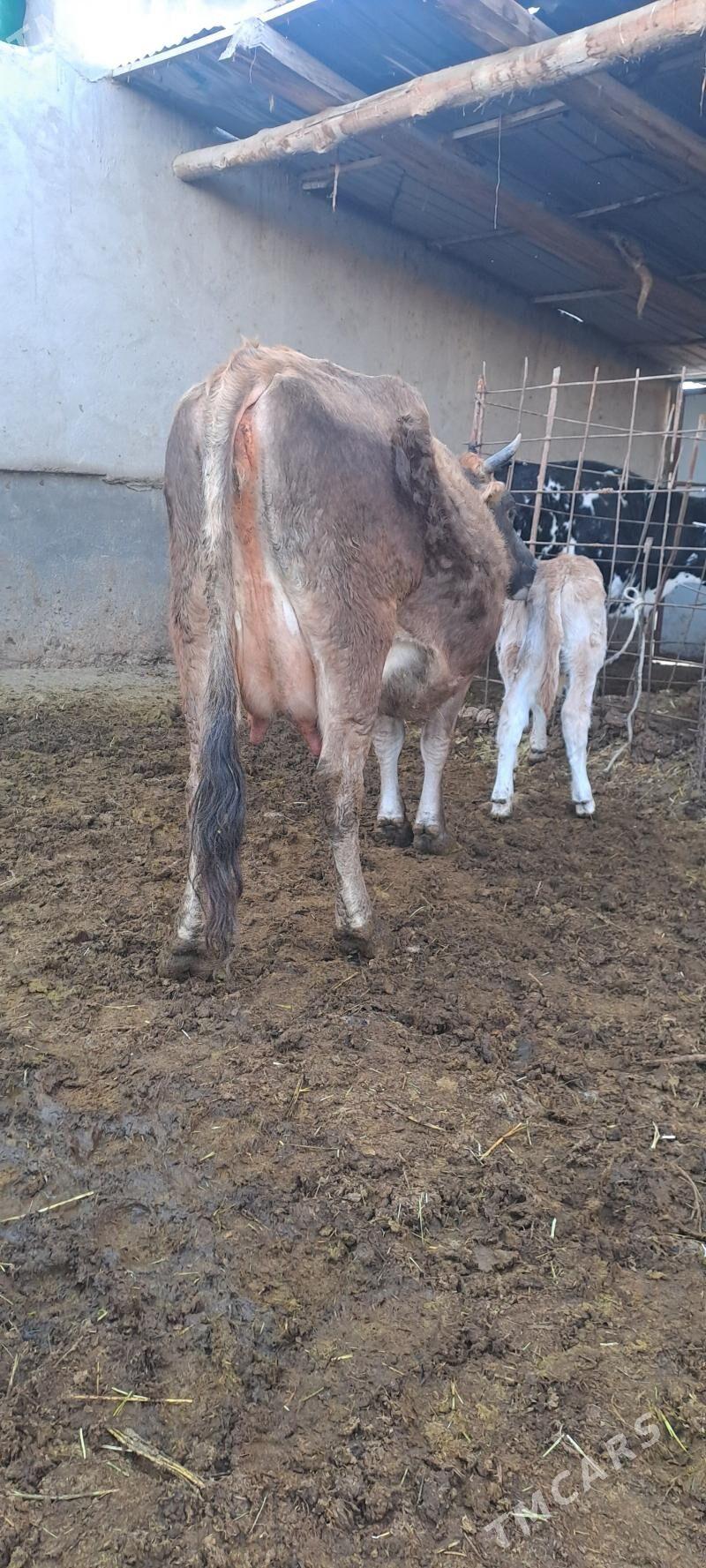 GOLELY SYGYR - Bäherden - img 3