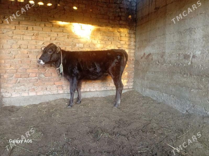 Tüwe - Бахарден - img 2