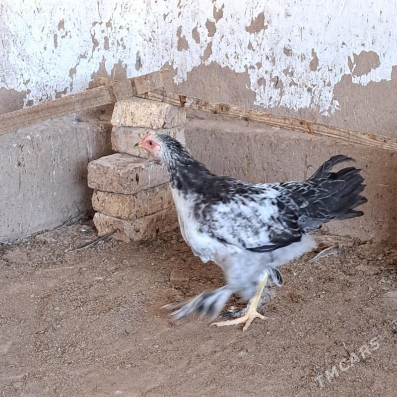 BRAMA TOWUK - Tejen - img 1