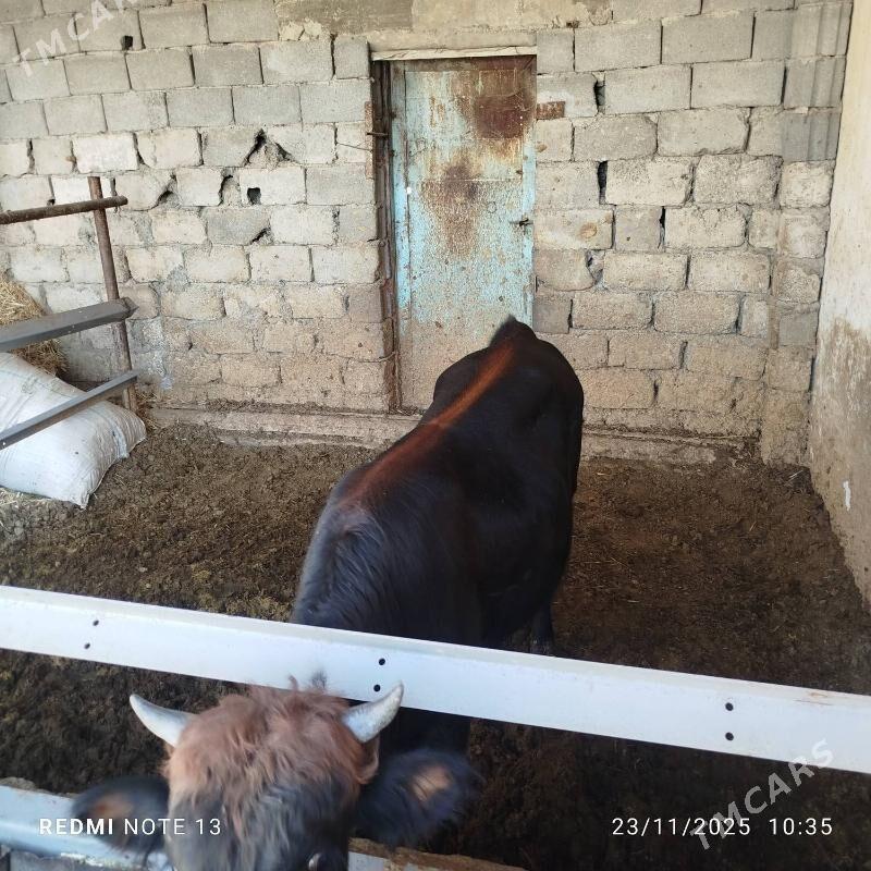 Okiz - Büzmeýin - img 2