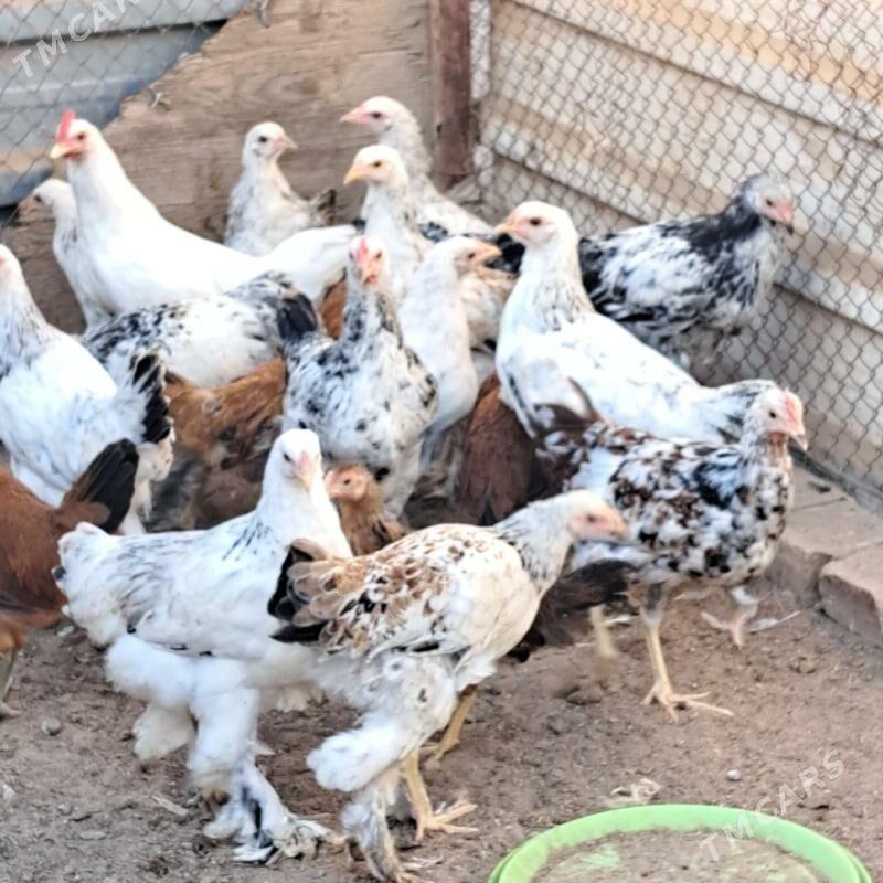 BRAMA TOWUK - Tejen - img 2