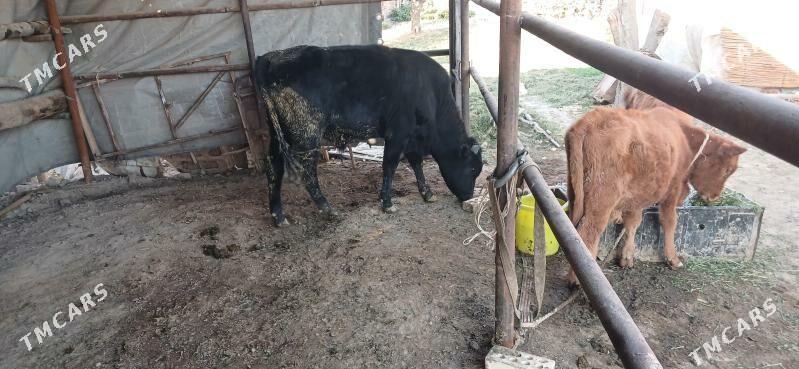 Öküz - Сакарчага - img 2