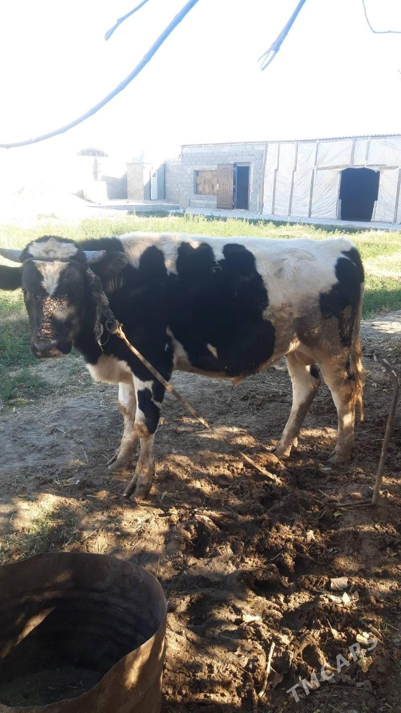 Okuz - Gökdepe - img 2