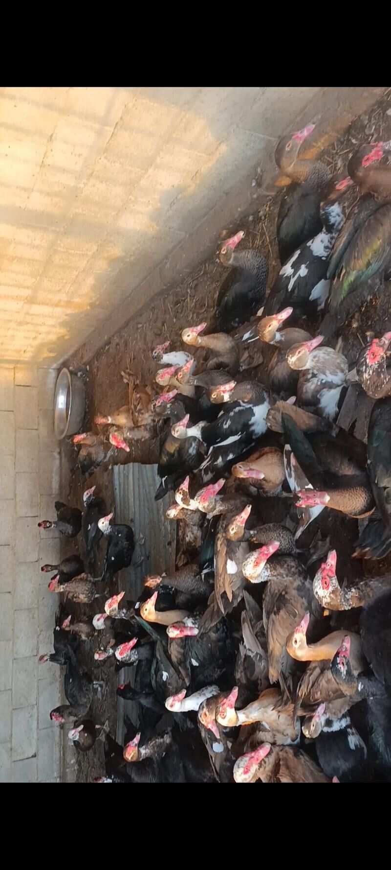 induwatka - Ашхабад - img 6