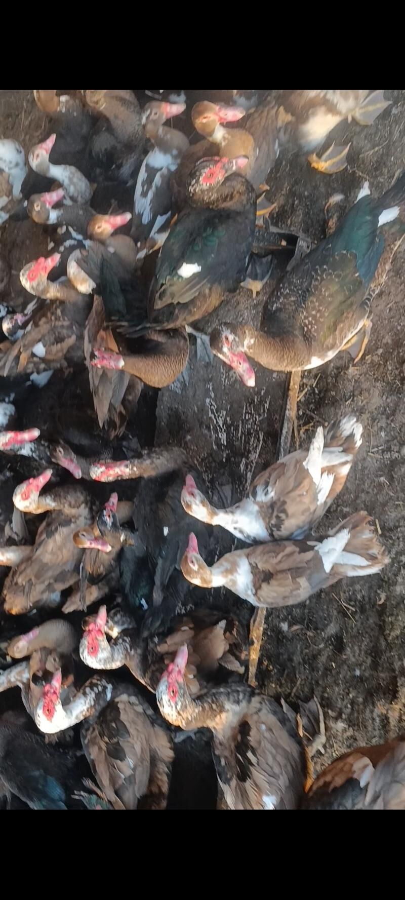 induwatka - Ашхабад - img 8