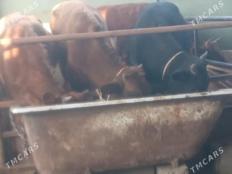 uly 5.okiz - Büzmeýin - img 4