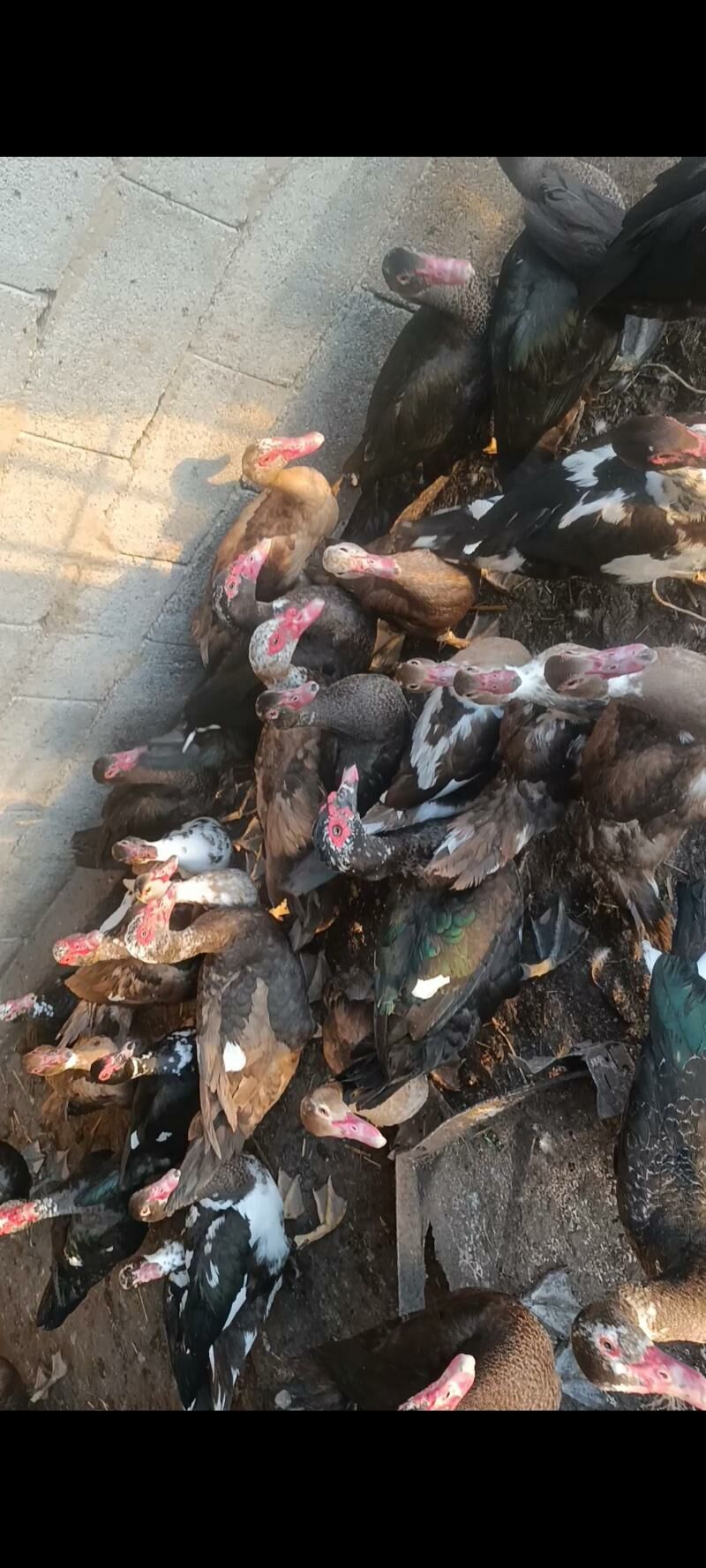 induwatka - Ашхабад - img 9