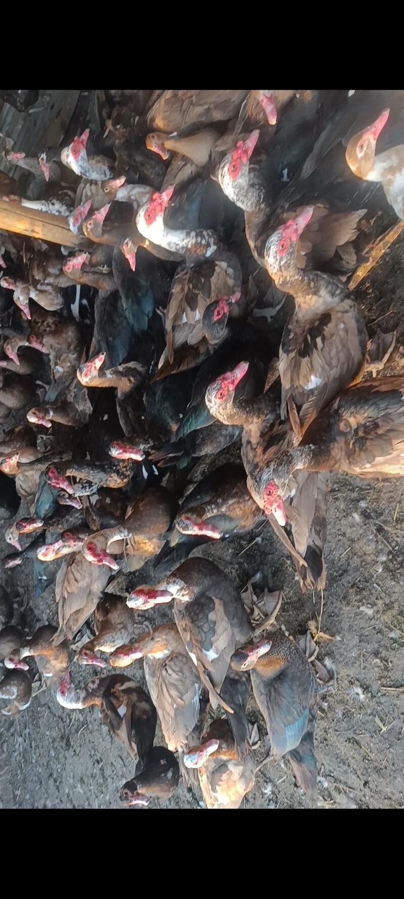 induwatka - Ашхабад - img 7