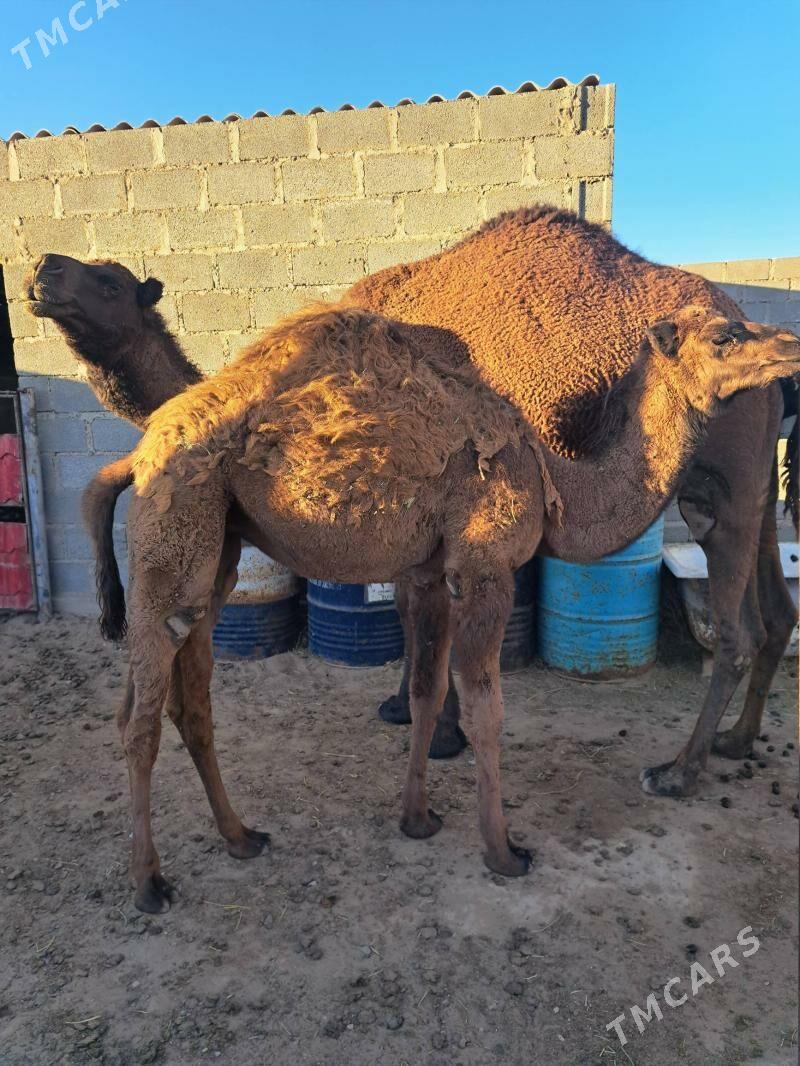 Ökuz torumly duye - Gumdag - img 7